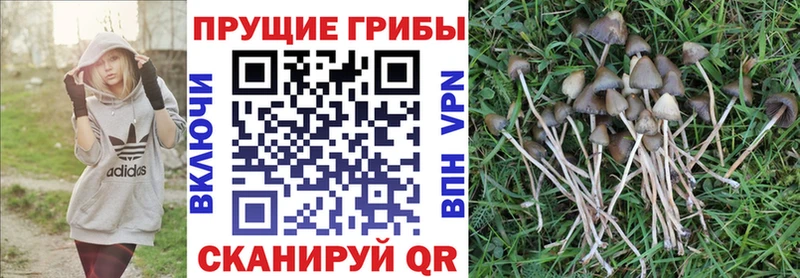 Галлюциногенные грибы прущие грибы  Купить где  Болотное 